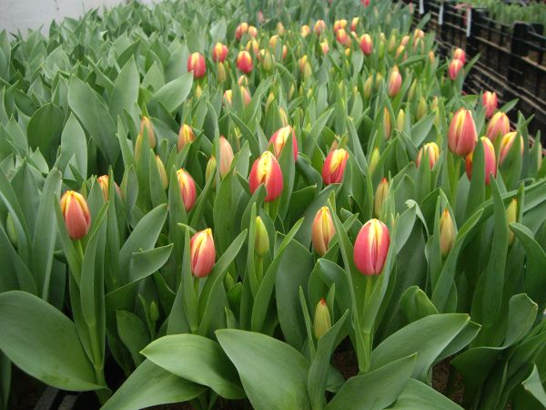 Producción Nacional de Tulipan