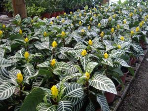 Plantas importadas por Flores Musacco