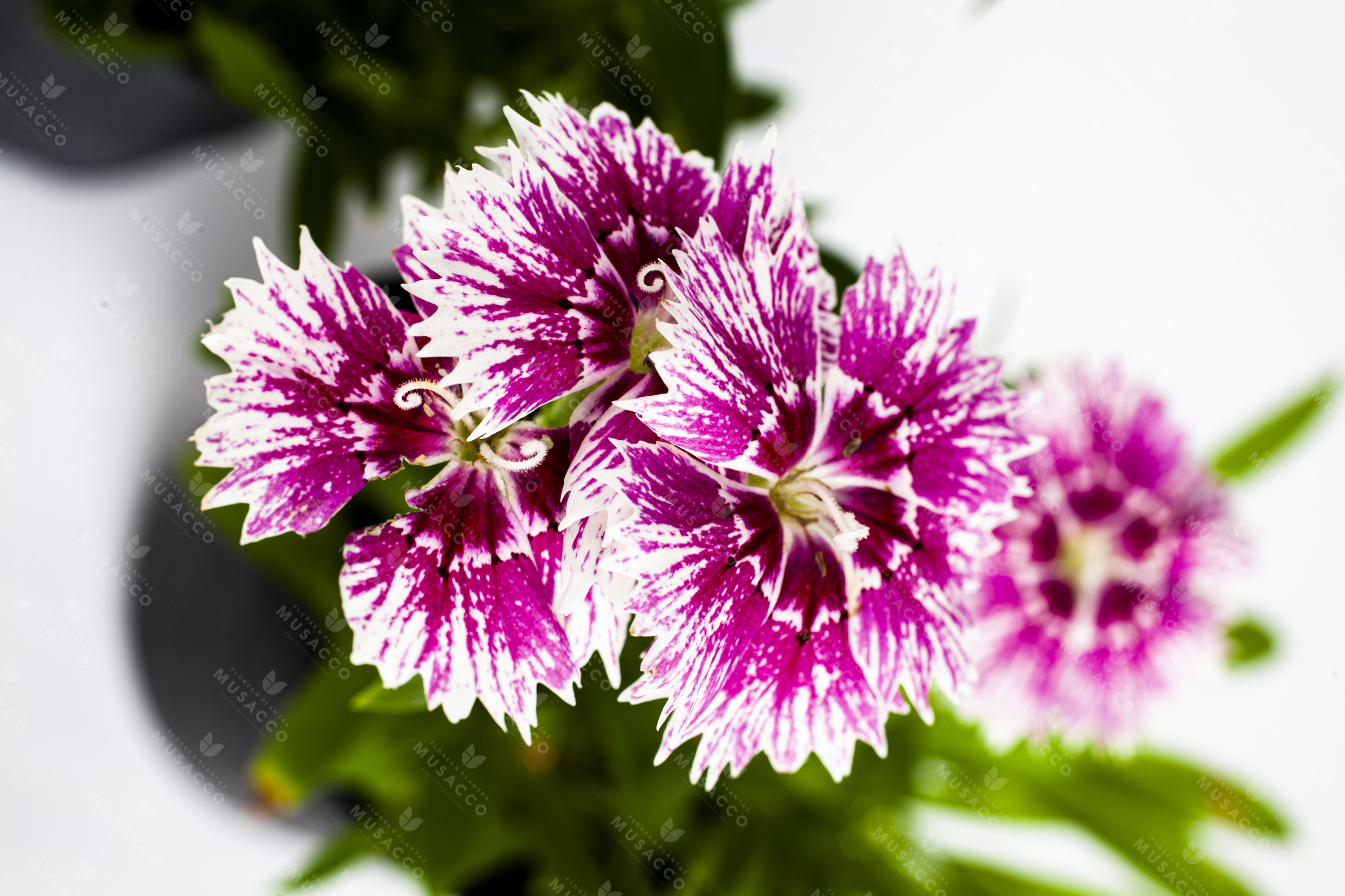 Clavelina | Flores y Plantas Musacco