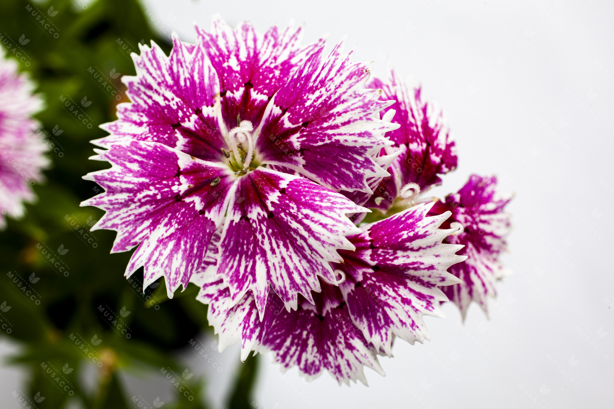 Clavelina | Flores y Plantas Musacco