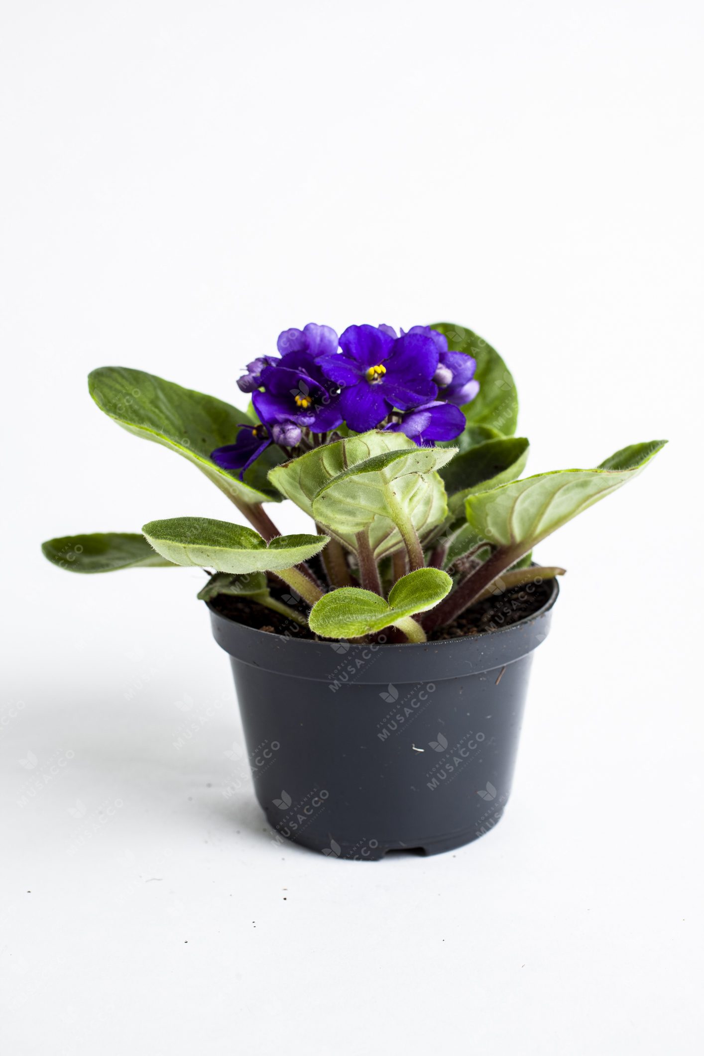 Violeta Africana | Flores y Plantas Musacco