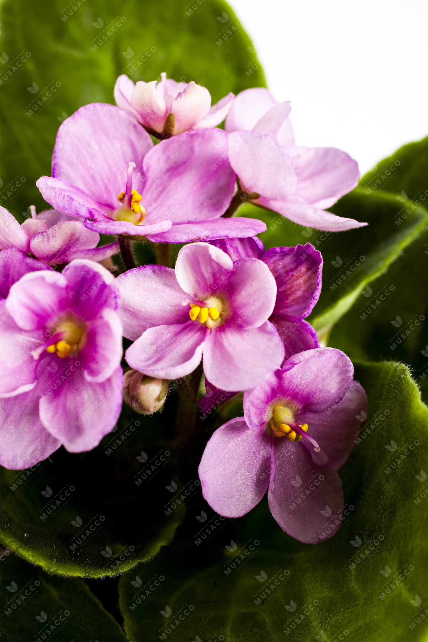 Violeta Africana | Flores y Plantas Musacco